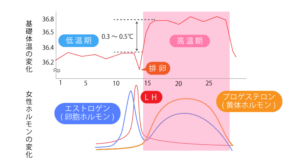 妊娠と基礎体温